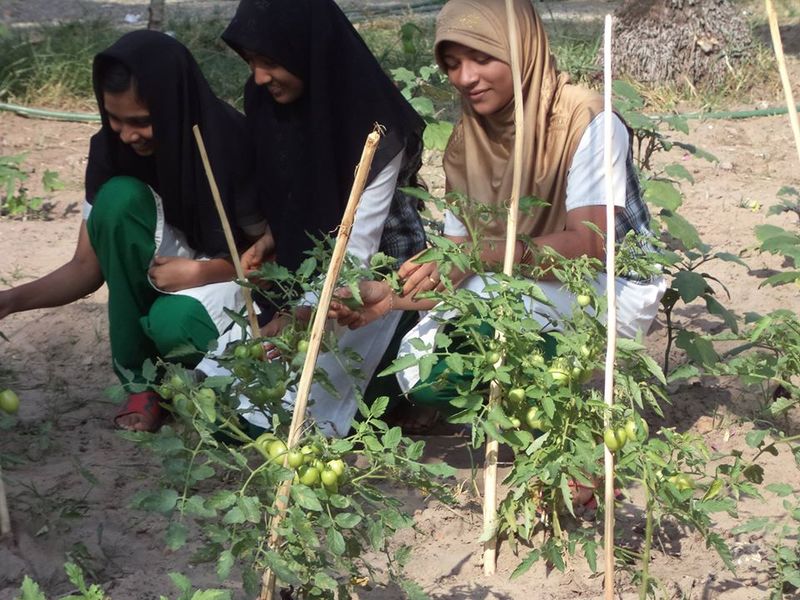 പ്രമാണം:Kpy 2013 veg. Garden.jpg