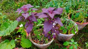 Ylm Vegetable garden 5.jpg