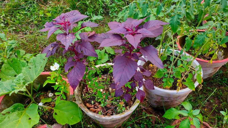 പ്രമാണം:Ylm Vegetable garden 5.jpg