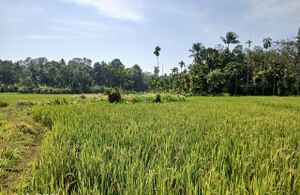 14052-nell vayal.jpeg