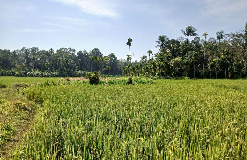 പ്രമാണം:14052-nell vayal.jpeg