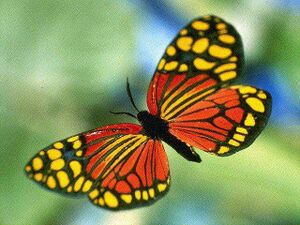 BUTTERFL.JPG