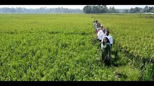 Locals-help-revive-paddy-fields-in-eloor-edayar-belt.png