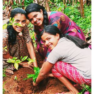 15051 tree plant.jpg