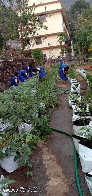 29040-Vegetable Garden-4.jpg