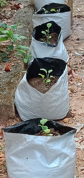 പ്രമാണം:37001 pachakari1.jpeg