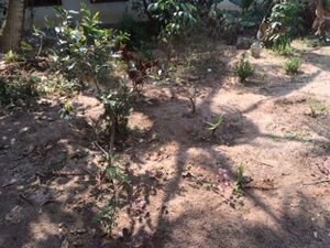 Med garden 35052.jpg