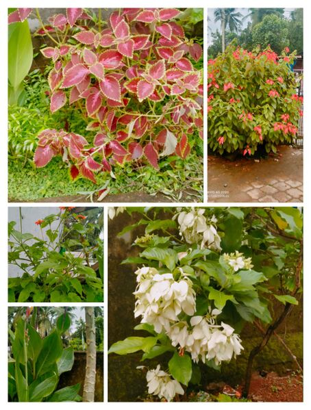 പ്രമാണം:EN CLUB 19823.jpg