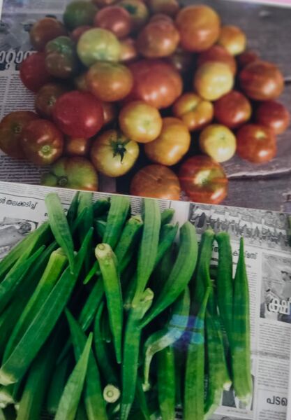 പ്രമാണം:36053 jaivam3.jpg