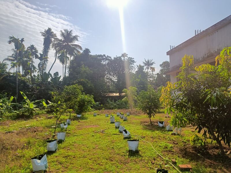 പ്രമാണം:2525 vegetable Garden.jpg