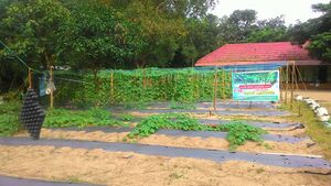 School thala pachakkari thottam.jpg