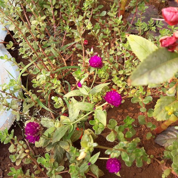 പ്രമാണം:21302-bio 13.jpg