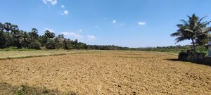 24607-Field Mullurkkara.jpeg