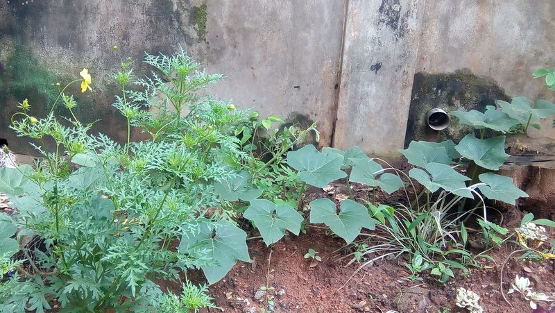 പ്രമാണം:44050 589.jpg