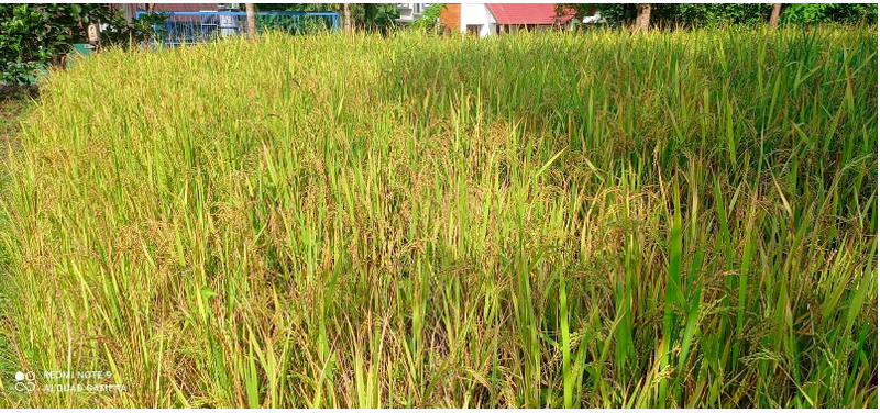 പ്രമാണം:11426 - Tharanthattadukka.png