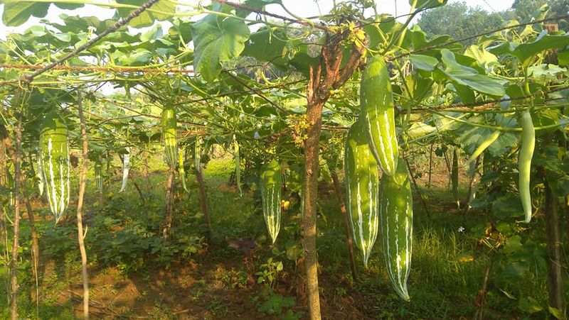 പ്രമാണം:42021 11122.jpg