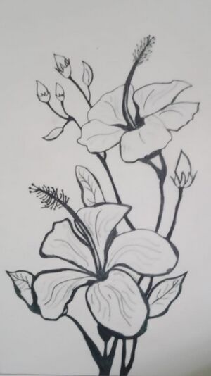 സേതിക കെ ജി.jpeg