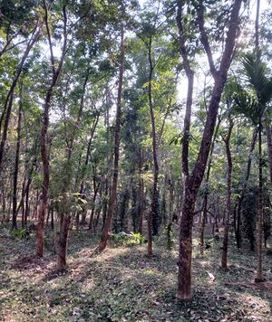 14052-chavassery .jpeg