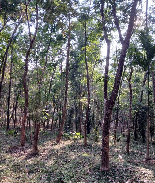 പ്രമാണം:14052-chavassery .jpeg