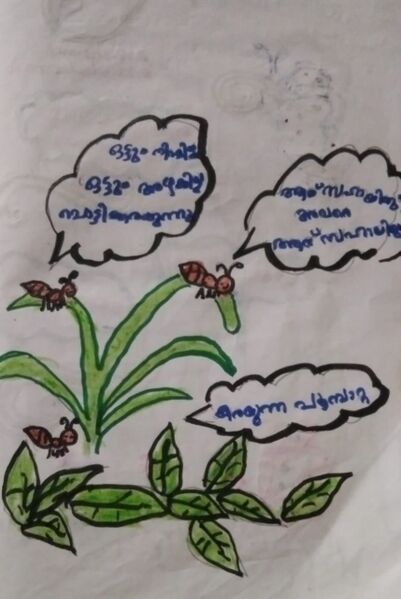 പ്രമാണം:15028-WYD-KUNJ-AARON K S.jpeg