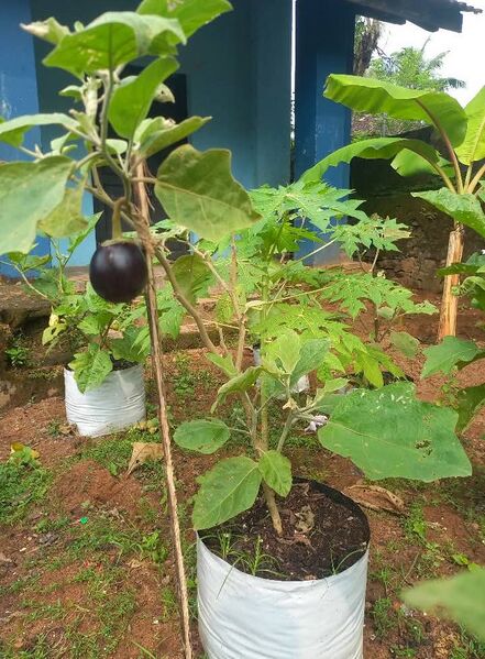 പ്രമാണം:19713 VG3.jpeg