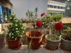 BS TVM 44066 hari.jpeg