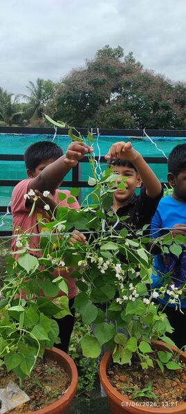 പ്രമാണം:43212-Beans -farming.jpeg