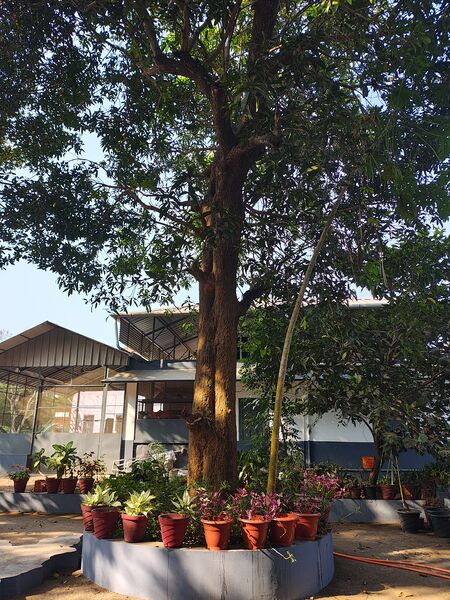 പ്രമാണം:23512 St Mary's LPS Kuzhikkattussery.jpg