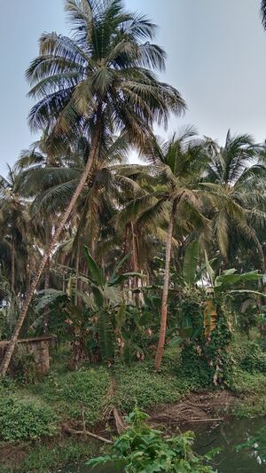 24616 ende gramam coconut cultivation.jpg