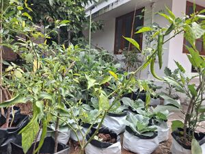 25253-garden25-(3).jpg