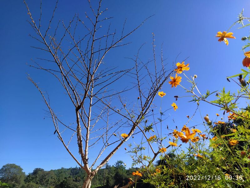 പ്രമാണം:15036 nature.jpeg