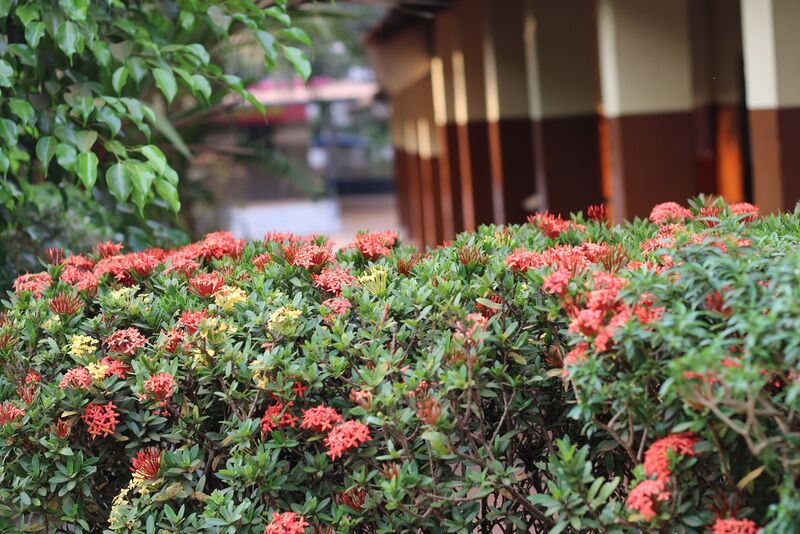 പ്രമാണം:18245 garden.JPG