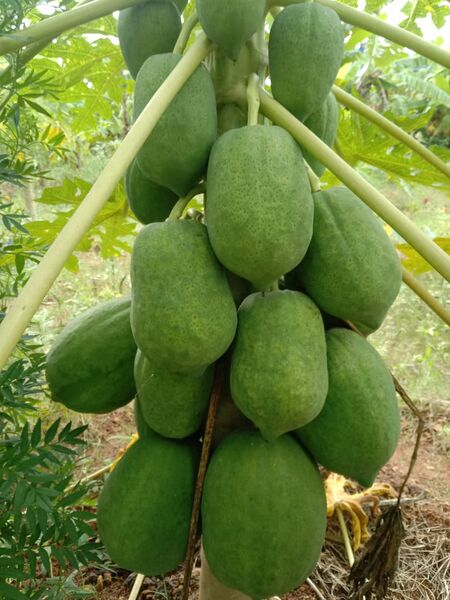 പ്രമാണം:25042 veg garden4.jpg