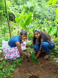 പരിസ്ഥിതി ദിനം - വൃക്ഷതൈ നടീൽ