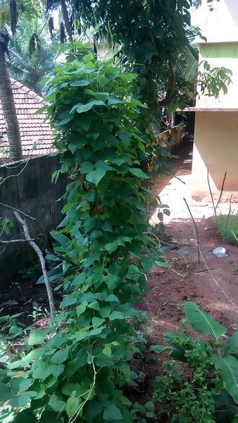 പ്രമാണം:44050 586.jpg