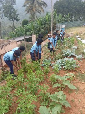 VEGETABLE GARDEN .jpg