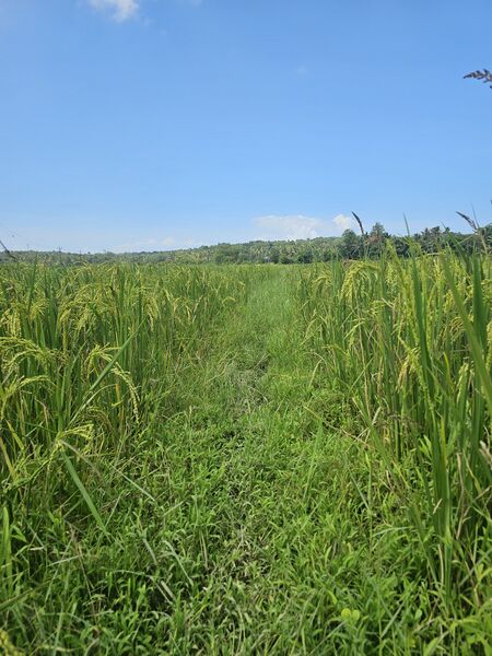 പ്രമാണം:42359 field.jpg