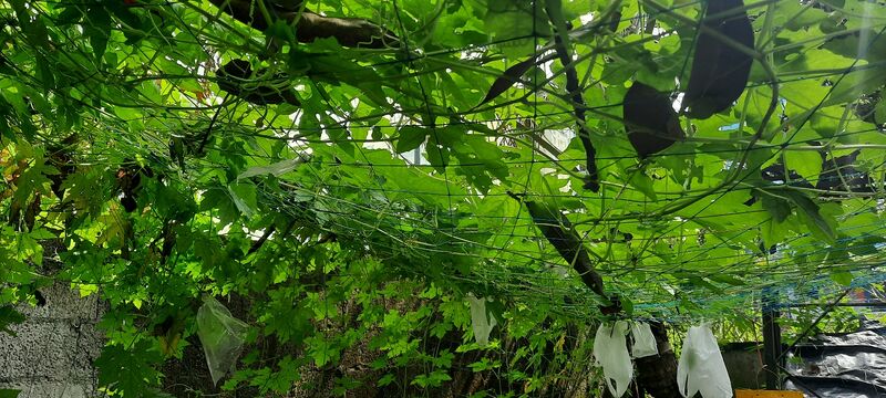 പ്രമാണം:Hanitha sena.jpg