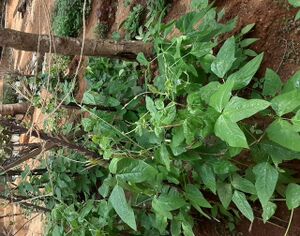 16227-vegetable garden 3.jpeg