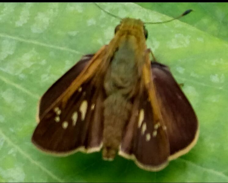 പ്രമാണം:43244 b9.jpg