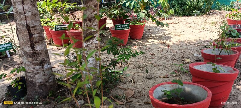 പ്രമാണം:Medicinal garden 1 .jpg