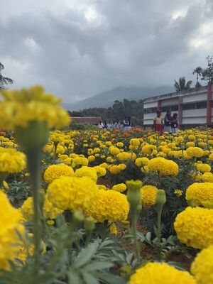 15084-SEED-MALLIKATHOTTAM1.JPG