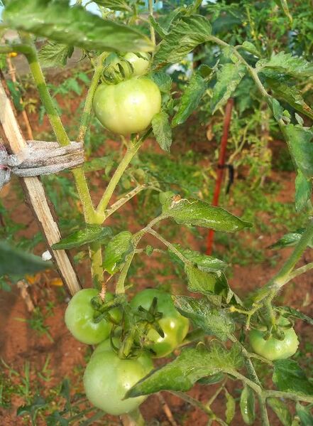 പ്രമാണം:19713 VG6.jpeg