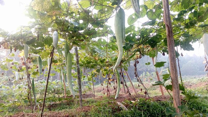 പ്രമാണം:42021 9015.jpg