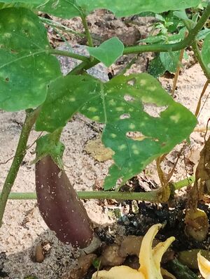 43012 Harithaclub9.jpg