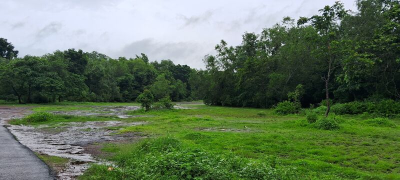 പ്രമാണം:11025 Irriyanni Forest.jpeg