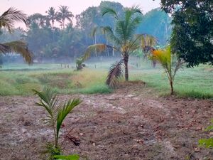 36011 ENTE GRAMAM FIELD.jpeg