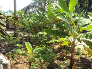 Jaivakrishi 35052 2.jpg