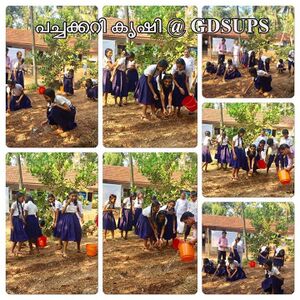 വിഷരഹിത പച്ചക്കറി കൃഷി.JPG