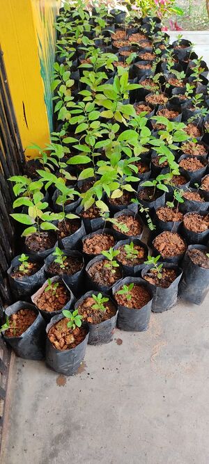 Environmental day .jpg